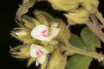 Hairy lespedeza